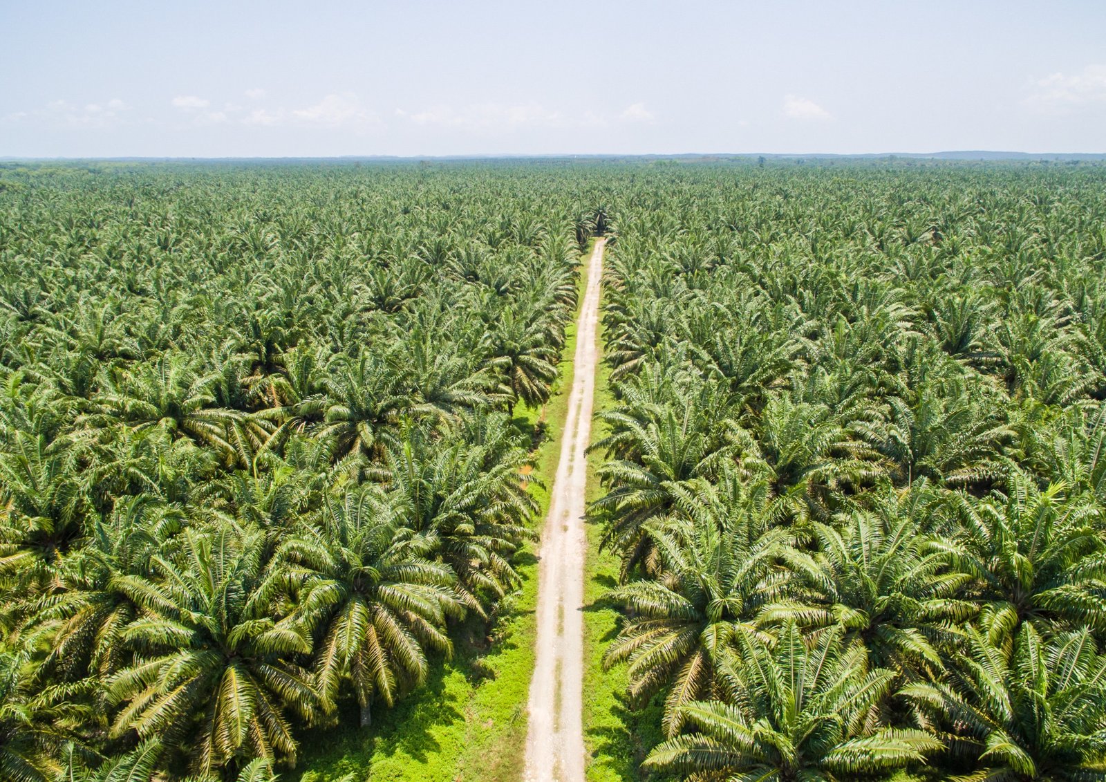 DGL Learning Institute Luncurkan Program Sertifikasi Planter
